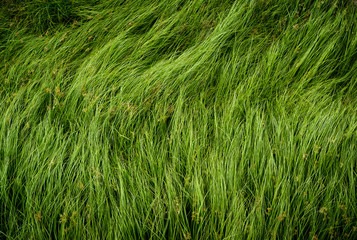 Nut grass, Purple nutsedge, Nutsedge, Cocograss