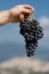 Grappolo d'uva nel cielo blue