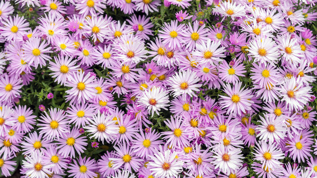 Autumn floral background of small purple flowers