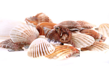 sea shells isolated