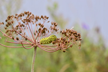 Caterpillar Papilio Machaon.Beautiful green caterpillar creeps o