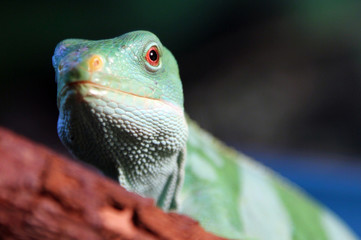 Fiji banded iguana (Brachylophus fasciatus)