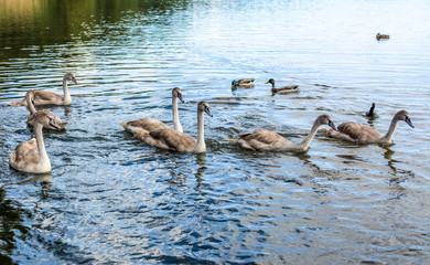 Fototapeta premium Baby swans herd on the lake