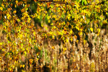 Barwy jesieni © podlaski49