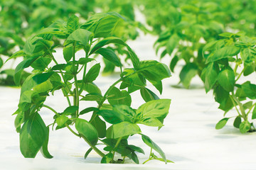 Obraz premium Basil growing in the beds in the greenhouse