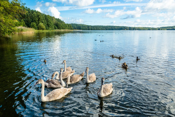 Young swans swimming on the water