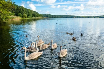Papier Peint photo Lavable Cygne Young swans swimming on the water
