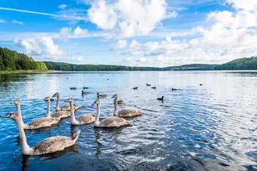 Crédence de cuisine en verre imprimé Cygne Wild waterfowl, young swans and ducks, birds swimming on the lake