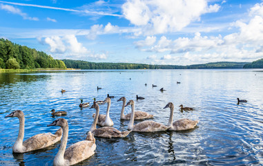 Sauvagine sauvage, jeunes cygnes et canards, oiseaux nageant sur le lac