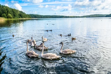 Crédence de cuisine en verre imprimé Cygne Young swans floating on the water surface. Mute swans on the lake.