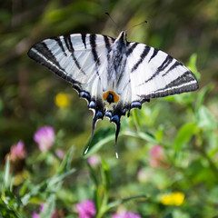 Butterfly (Iphiclides podalirius) on background with clover flow