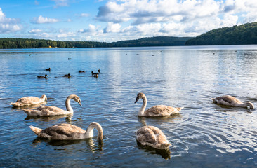 Floating waterfowl, young swans and ducks