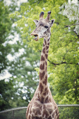 Giraffe