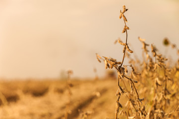 Field at soybean harvest time