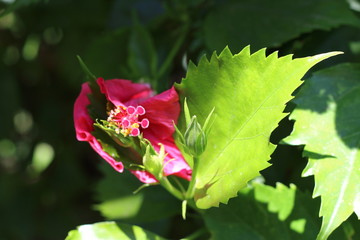 Fototapete bei efototapeten.de bestellen   