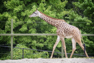 Walking giraffe