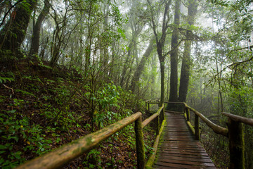 Obraz premium Scenic pathway of Ang Ka nature trail Doi Inthanon National Park Chiangmai ,Thailand.