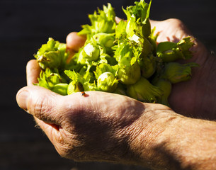 Руки и лесной орех