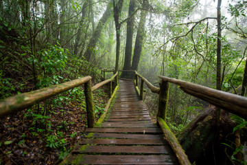 Obraz premium Scenic pathway of Ang Ka nature trail Doi Inthanon National Park Chiangmai ,Thailand.