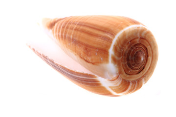 sea shell isolated