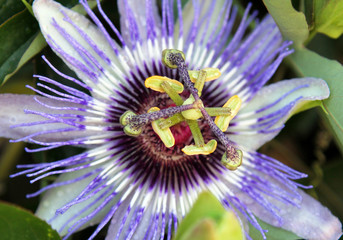 Blooming blue Passion Flower (Jhumko Lata)