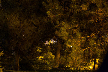 деревья,ночь