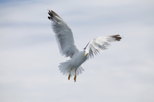 Beautiful seagull soaring in the blue sky