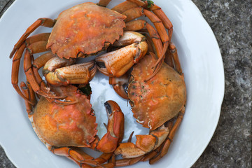Boiled crabs on white dish close up, top view