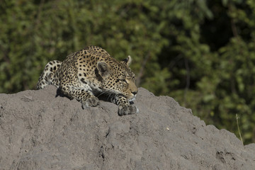 Female Leopard looking to the laying low on termite mound at Khwai Area of Botswana Africa