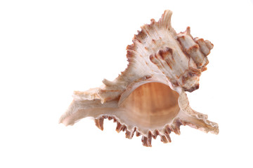sea shell isolated