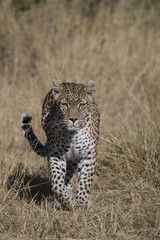 Fototapeta na wymiar Female Leopard walking in Khwai Area of Botswana Africa