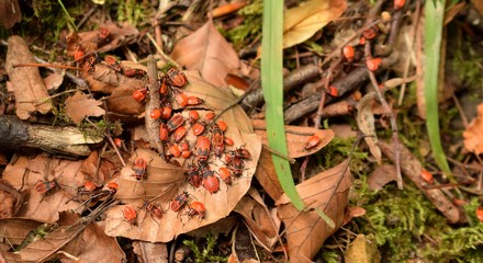 W grupie raźniej  - kowal bezskrzydły © Robert Bobela