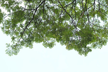 green forest background