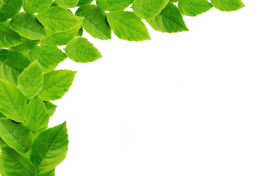 Fototapeta green leaves isolated on white background with copy space for design 