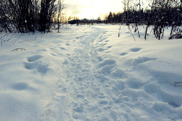Path in the snow in a cold winter day