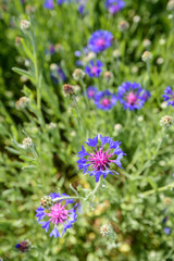 cornflower
