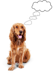 Cute brown cocker spaniel with cloud above her head