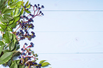 Frame made of wild grapes on blue wooden background.