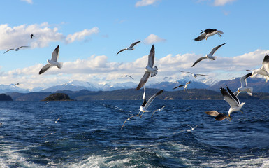 seagulls flying over Lake Nahuel Huapi
