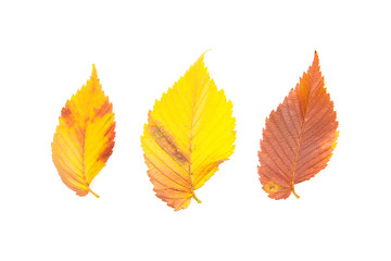Fallen autumn leafs of a tree on white