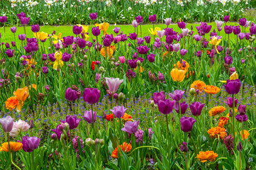 tulipe au keukenhof - pays bas