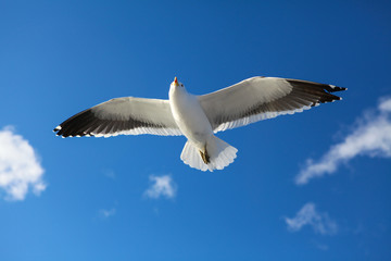 Fototapeta premium seagull flying in the blue sky