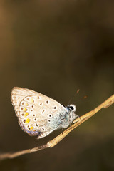 Small, colorful, beautiful butterfly