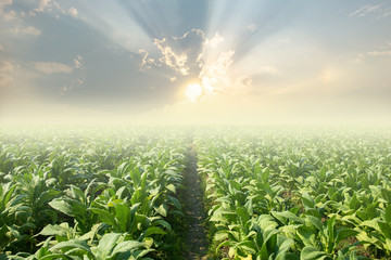 tobacco field.