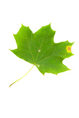 Fallen autumn leaf of a tree on white