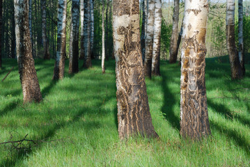 Birch forest