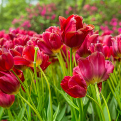 tulipe au keukenhof - pays bas