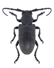 Beetle Lamia textor on a white background