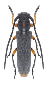 Beetle Phytoecia pustulata on a white background