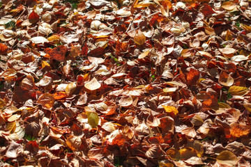 Dark orange fallen autumn leaves background